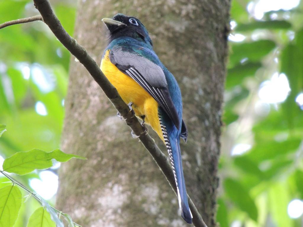 Yatama Rainforest Ecolodge Sarapiquí Eksteriør billede